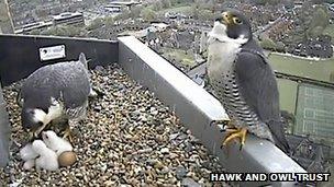 Peregrine chicks and adult birds on Norwich Cathedral spire platform