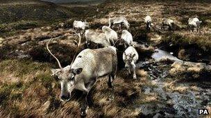 Reindeer in Cairngorms