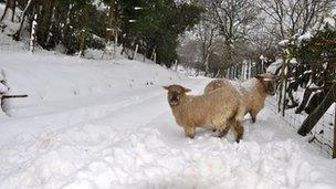 Sheep in County Antrim were shivering in the freezing conditions