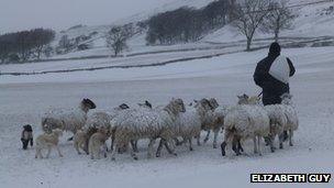 Sheep and lambs in North Yorkshire