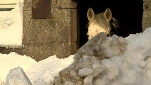 Horse in the snow