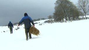 Farmers bringing out hay for their sheep