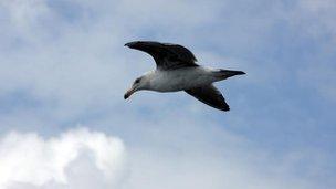 A gull flying