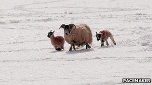 Sheep in the snow