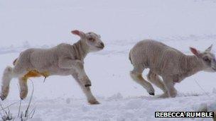 Lambs in Dumfries and Galloway