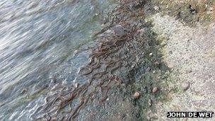 Elvers photographed in 2010 at Upper Lode weir in Tewkesbury