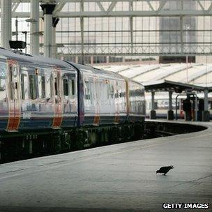 Pigeon on train platform