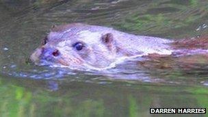 Otter