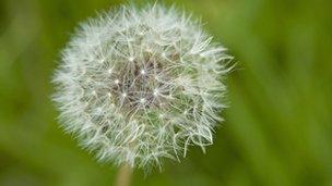 Dandelion clock