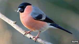 Bull finches