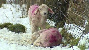 Lambs in snow