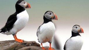 Puffins