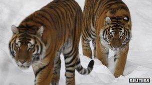 Siberian tigers