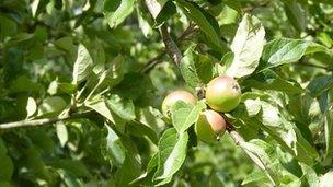 Apples on a tree