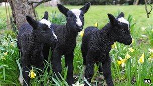 Lambs born in North Yorkshire