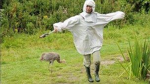 Crane chick and person dressed as a crane mother