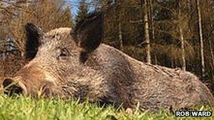 Wild boar in the Forest of Dean, Gloucestershire