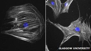 Stem cells before and after they have been "nanokicked"