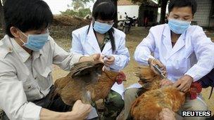 Technical staff from the animal disease prevention and control center inject chickens with the H5N1 bird flu vaccine in Shangsi county, Guangxi Zhuang autonomous region, 3 April 2013