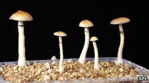 Magic mushrooms