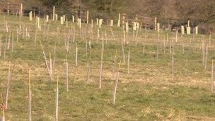 Saplings at Keresley Jubilee Wood