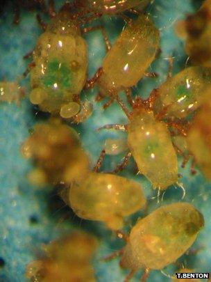 Population of soil mites (Image: Tim Benton)