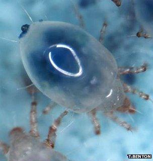 Female soil mite (Image: Tim Benton)