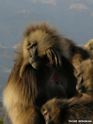 Geladas