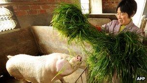 This photo taken on March 14, 2013 shows a healthy pig eating grass on a farm in Jiaxing in China's eastern Zhejiang province.