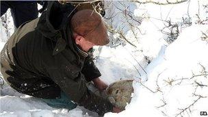 Farmer Gareth Wyn Jones rescuing a pregnant ewe in the recent snow in Conwy