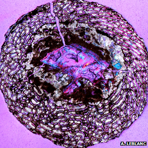 Cross-section of a thigh bone