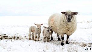 Sheep in snow