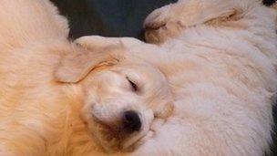 Dogs