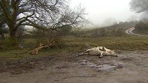 Dead pony on Bodmin Moor