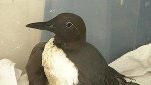 Rescued guillemot