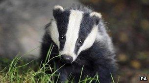 badger