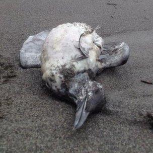 Dead bird on beach between Downderry and Seaton