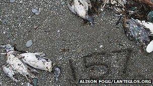 Dead birds on a beach at Lansallos