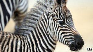 Zebra