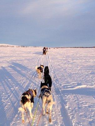 Dog sleigh