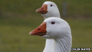 Beyton geese