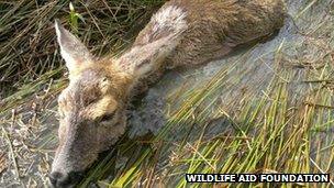 Injured deer in pond