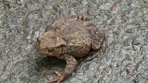 A toad on a road.