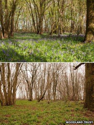 Heartwood Forest