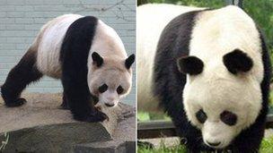 Yang Guang (L) and Bao Bao (R)