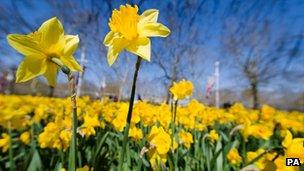 Daffodils