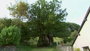 The Pontfadog Oak