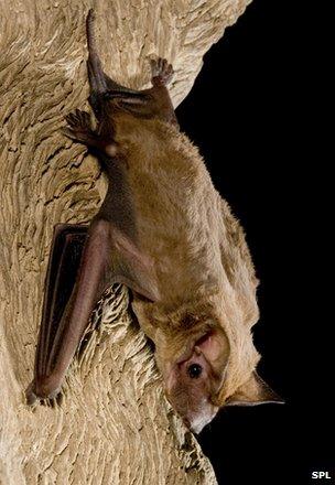 Beccari's freetail bat