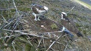 Ospreys in nest with eggs