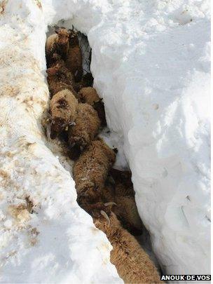 Sheep trapped in a gully